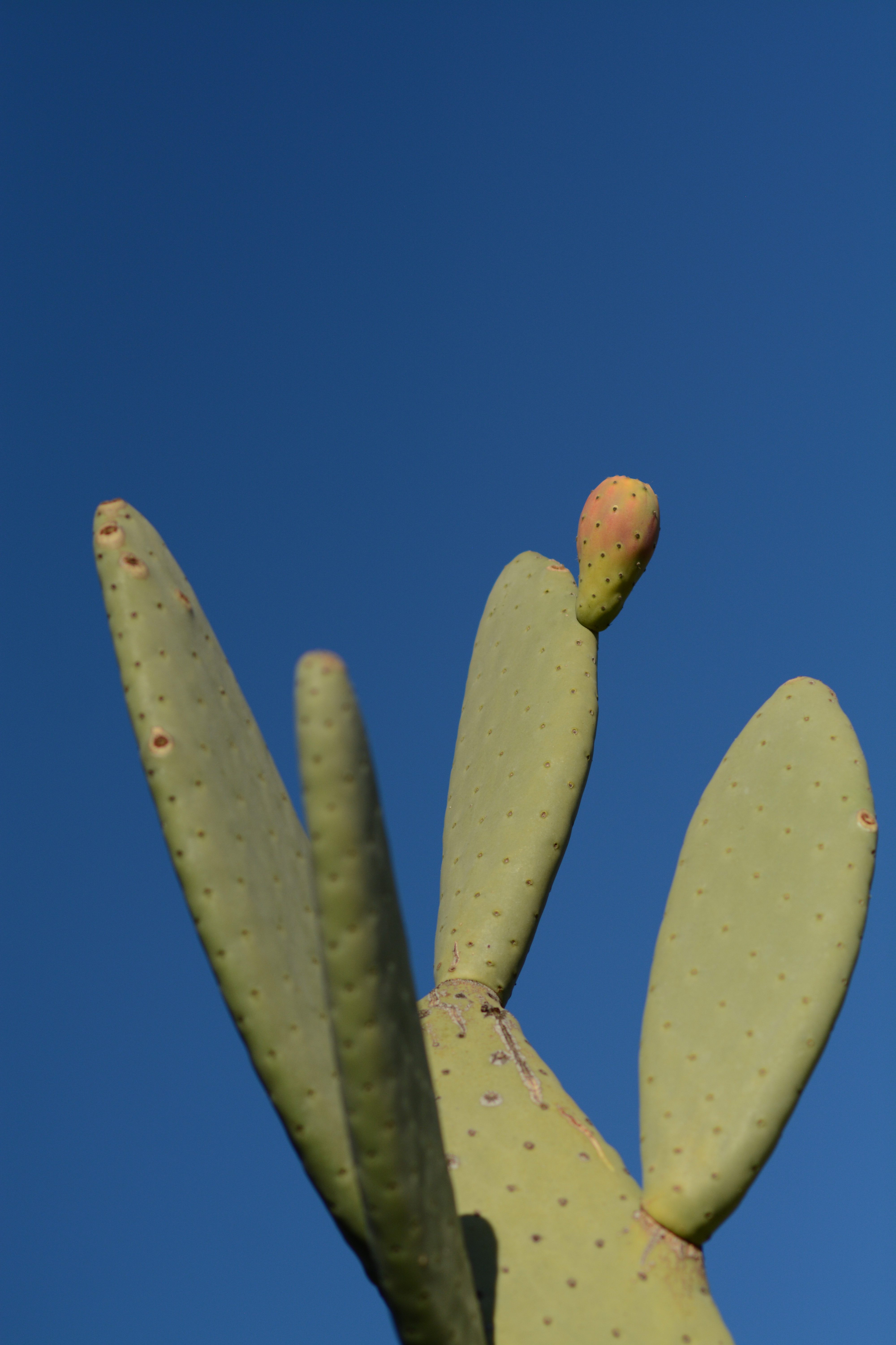 Cactus Sky